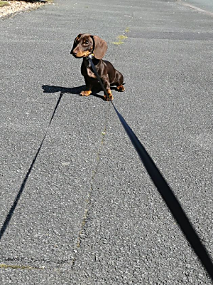 A little rest for a little dog in Forsbrook